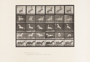 Plaat 652. A, B, C, D, E, Paarden steigeren, enz.