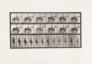 Plaat 653. Lopen; Zadel; Kreupel, Rechter Voorpoot; Paard-Buckskin