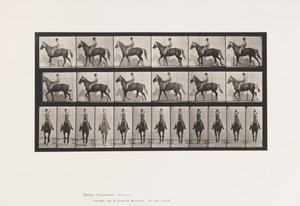 Plaat 654. Lopen; Zadel; Kreupel, Rechter Voorpoot; Paard-Buckskin door Eadweard Muybridge