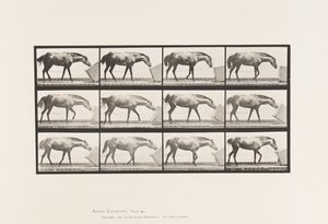 Plaat 657. Een doos rollen; Pony, Lotta