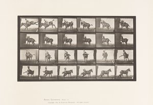 Plaat 661. Muildier; A, B, Een Weerbarstig Dier Ruth door Eadweard Muybridge
