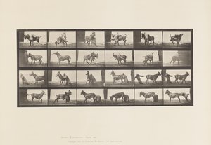 Plaat 662. Muildier; A, B, Een Weerbarstig Dier Denver door Eadweard Muybridge