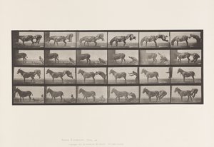 Plaat 663. Muilezel; A, B, Een Weerbarstig Dier Denver door Eadweard Muybridge
