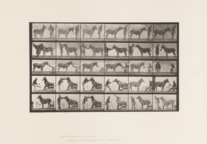 Plaat 664. Muilezel; Verschillende uitvoeringen; aan een tafel, enz. door Eadweard Muybridge