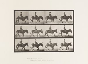 Plaat 665. Ezel; Lopen; Zonder zadel; een jongen rijdt, Jennie door Eadweard Muybridge