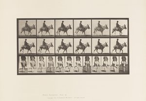 Plaat 667. Ezel; Lopend; Zadel; Een Jongen Rijdend, Dierentuin door Eadweard Muybridge