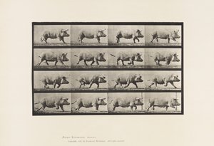 Plaat 675. Zeug; Dravend door Eadweard Muybridge