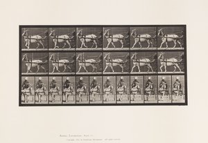 Plaat 677. Geit; Lopend in sulky door Eadweard Muybridge