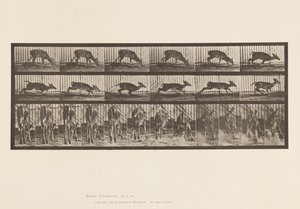 Plaat 681. Virginia Hert; (Zonder Gewei) Bok Lopend door Eadweard Muybridge