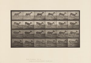 Plaat 683. Virginia hert; (Zonder gewei); Bok; Galloperen door Eadweard Muybridge