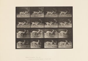 Plaat 684. Damhert; A, Bok en hinde; B, Twee hinden; Draven