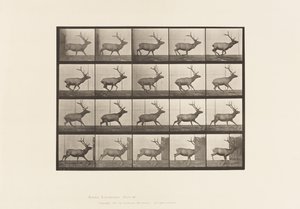 Plaat 693. Eland, galopperend