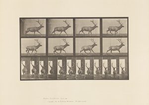 Plaat 694. Eland, Galopperen