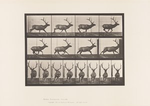 Plaat 695. Eland, Galopperen