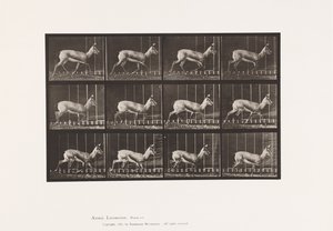 Plaat 697. Antilope; Dravend
