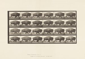 Plaat 699. Buffel; Lopen door Eadweard Muybridge