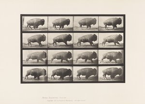 Plaat 700. Buffel; Galloperen door Eadweard Muybridge