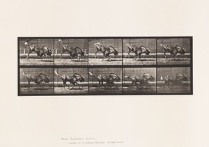 Plaat 702. Gnoe; Bokkend en Galopperend door Eadweard Muybridge