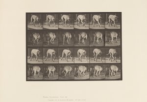 Plaat 704. Hond; Lopen; Mastiff