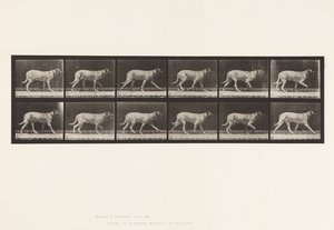Plaat 706. Hond; Dravend; Mastiff