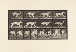 Plaat 707. Hond; Galopperen; Mastiff