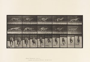 Plaat 708. Hond; Galopperen; Bruine Renhond door Eadweard Muybridge
