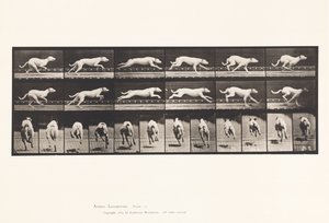 Plaat 709. Hond; Galloperen; Witte racehond Maggie door Eadweard Muybridge