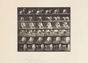 Plaat 713. Hond; Rondom draaien, enz.; Setter Kate door Eadweard Muybridge
