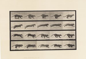 Plaat 719. Kat; Galopperend door Eadweard Muybridge
