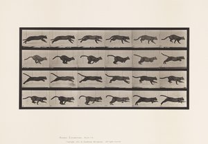 Plaat 720. Kat; Galopperen