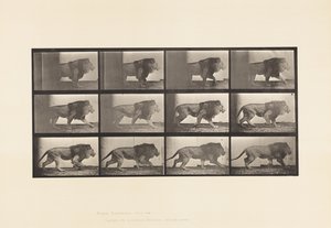 Plaat 722. Leeuw; Lopen door Eadweard Muybridge