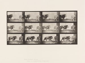 Plaat 726. Leeuw en Leeuwin; Lopend door Eadweard Muybridge