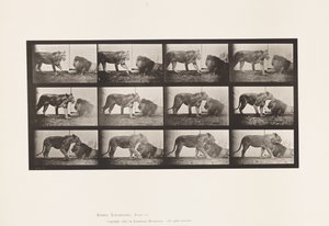 Plaat 727. Leeuwin; Lopend; Leeuw; Liggend door Eadweard Muybridge