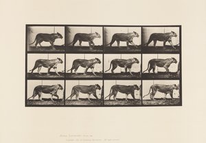 Plaat 728. Leeuwin; Lopen; Leeuw; Liggend door Eadweard Muybridge