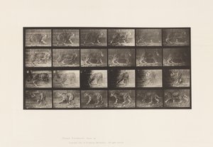 Plaat 731. Jaguar; A, Wandelen; B, Omkeren door Eadweard Muybridge