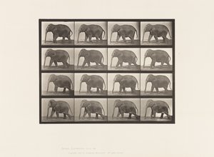 Plaat 732. Olifant; Lopen door Eadweard Muybridge