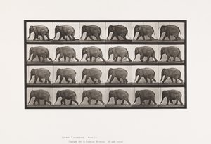 Plaat 733. Olifant; Lopen door Eadweard Muybridge