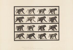 Plaat 747. Baviaan; Lopend op alle vier poten door Eadweard Muybridge