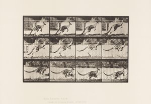 Plaat 752. Kangoeroe; Springend door Eadweard Muybridge