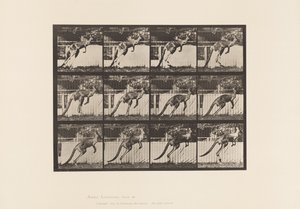 Plaat 753. Kangoeroe; Springend door Eadweard Muybridge