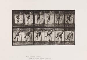 Plaat 754. Kangoeroe; Springend door Eadweard Muybridge