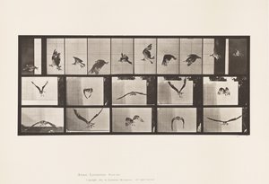 Plaat 764. Visarend; Vliegend door Eadweard Muybridge