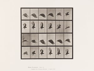 Plaat 765. Gier; Vliegend door Eadweard Muybridge