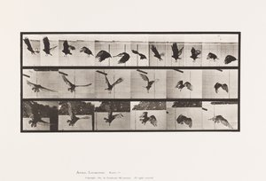 Plaat 767. Gier; Vliegend door Eadweard Muybridge