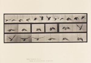 Plaat 768. Gier; Vliegen door Eadweard Muybridge