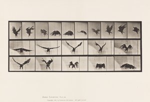 Plaat 769. Amerikaanse Adelaar; Vliegend door Eadweard Muybridge