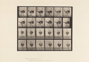 Plaat 772. Struisvogel; Lopend door Eadweard Muybridge