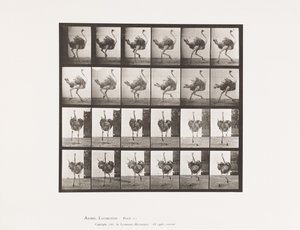 Plaat 773. Struisvogel; Rennend door Eadweard Muybridge