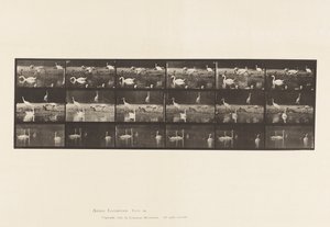 Plaat 776. Ooievaars; Zwanen, enz., A, B, C
