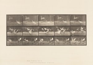 Plaat 778. Ooievaars; enz, A, B, C